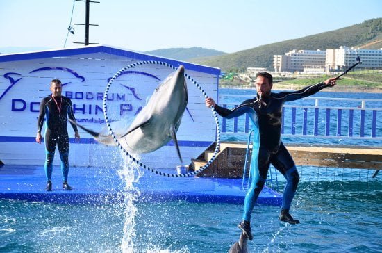 Dolphin Show in Bodrum Dolphin Park
