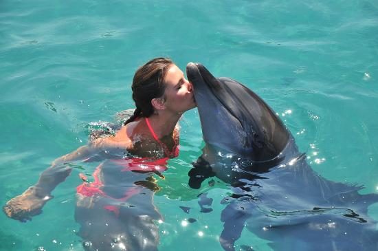 Swimming with dolphins in Bodrum