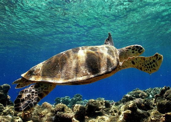 Dalyan Excursion from Bodrum - Caretta Caretta Turtle