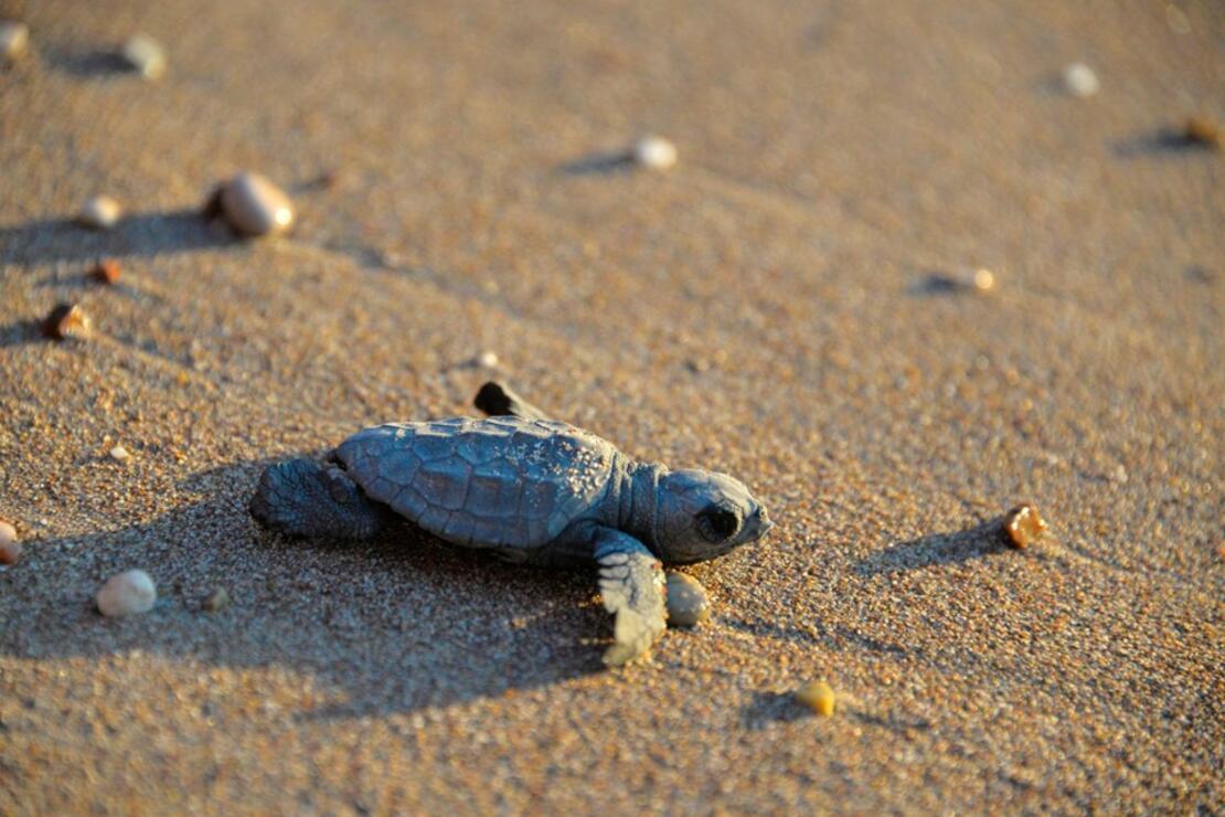 Dalyan Excursion from Bodrum - New Born Turtle