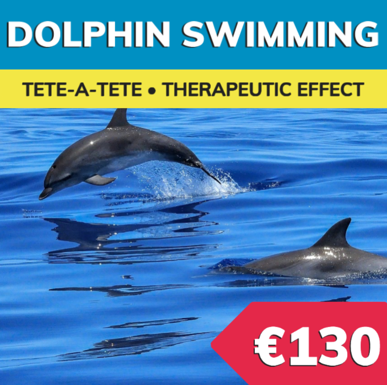 Bodrum Dolphin Swimming