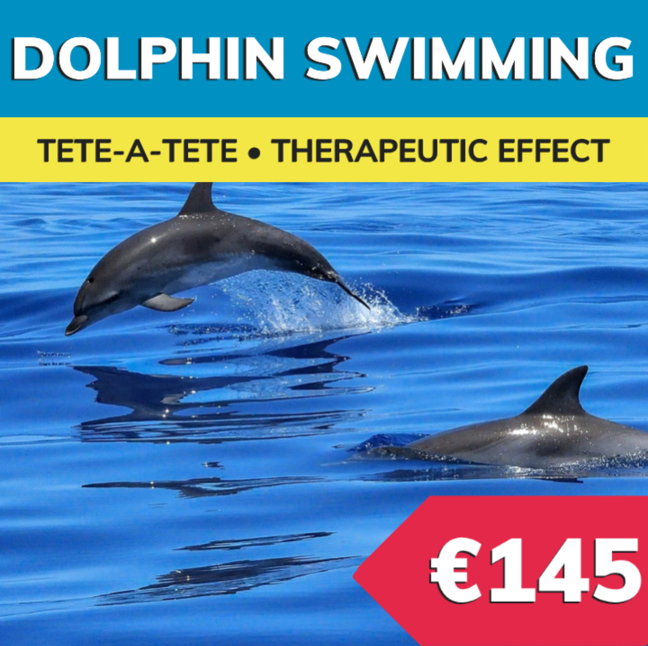 Bodrum Dolphin Swimming