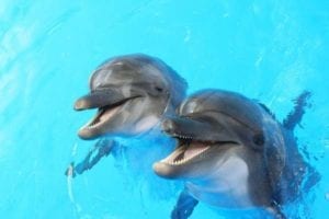 Плавание с дельфинами в Бодруме