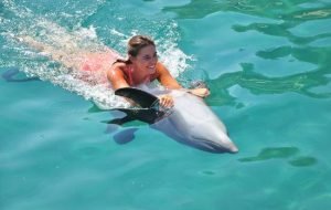 Плавание с дельфинами в Бодруме - Экскурсии в Бодруме