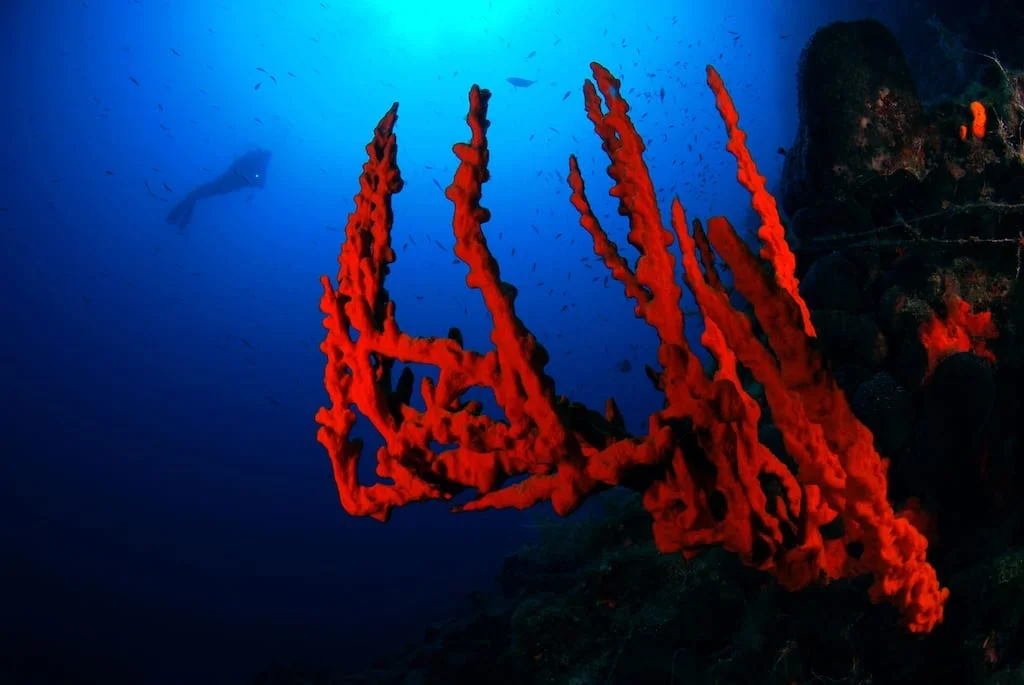 Дайвинг в Бодруме