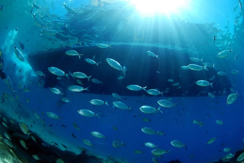 дайвинг в Бодруме