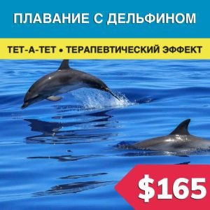 Плавание с дельфинами в Бодруме - Экскурсии в Бодруме