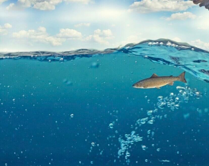 Рыбалка в Бодруме - Экскурсии в Бодруме