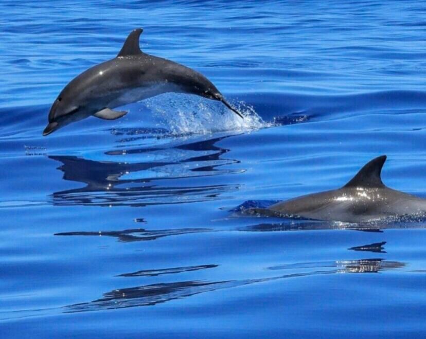 Плавание с дельфинами в Бодруме